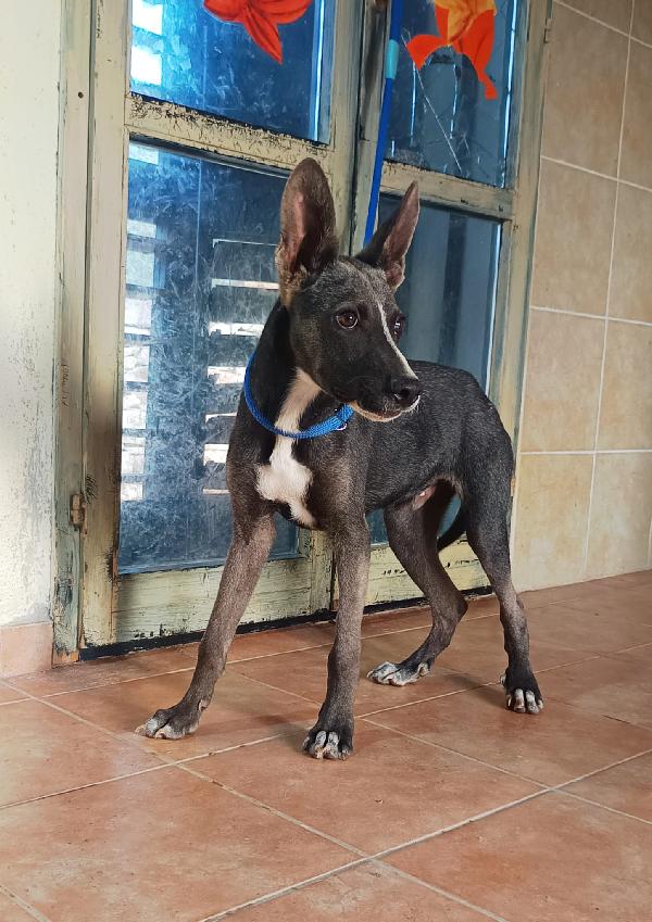 Remy Cucciolo Taglia Medio Piccola 6 Mesi